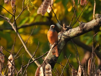 Daurian Redstart Kyoto Gyoen Thu, 11/10/2022