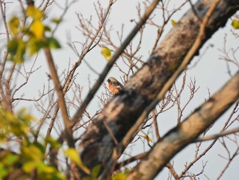 ジョウビタキ 京都御苑 2022年11月10日(木)