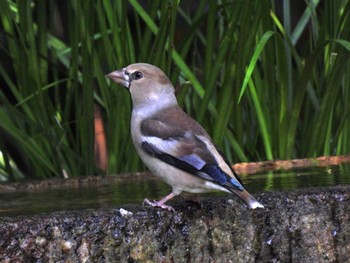 Hawfinch Kyoto Gyoen Thu, 11/10/2022