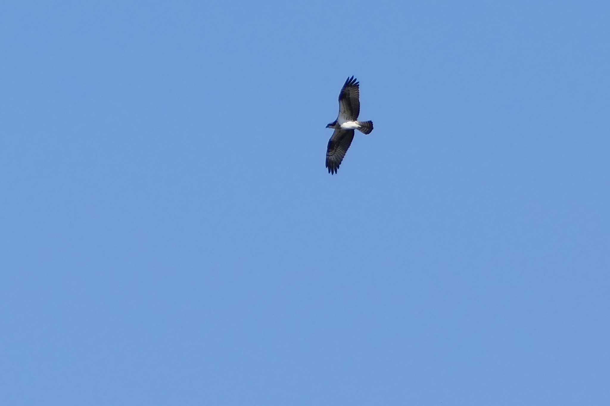 Photo of Osprey at 荒川河川敷 by アカウント5509