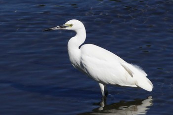 Little Egret 荒川河川敷 Sun, 11/6/2022