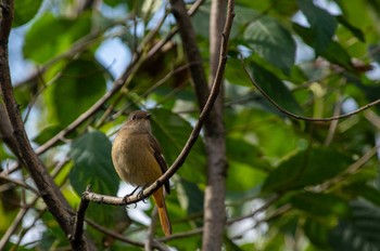 ジョウビタキ 東京港野鳥公園 2022年11月6日(日)