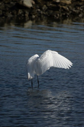 ダイサギ 東京港野鳥公園 2022年11月6日(日)