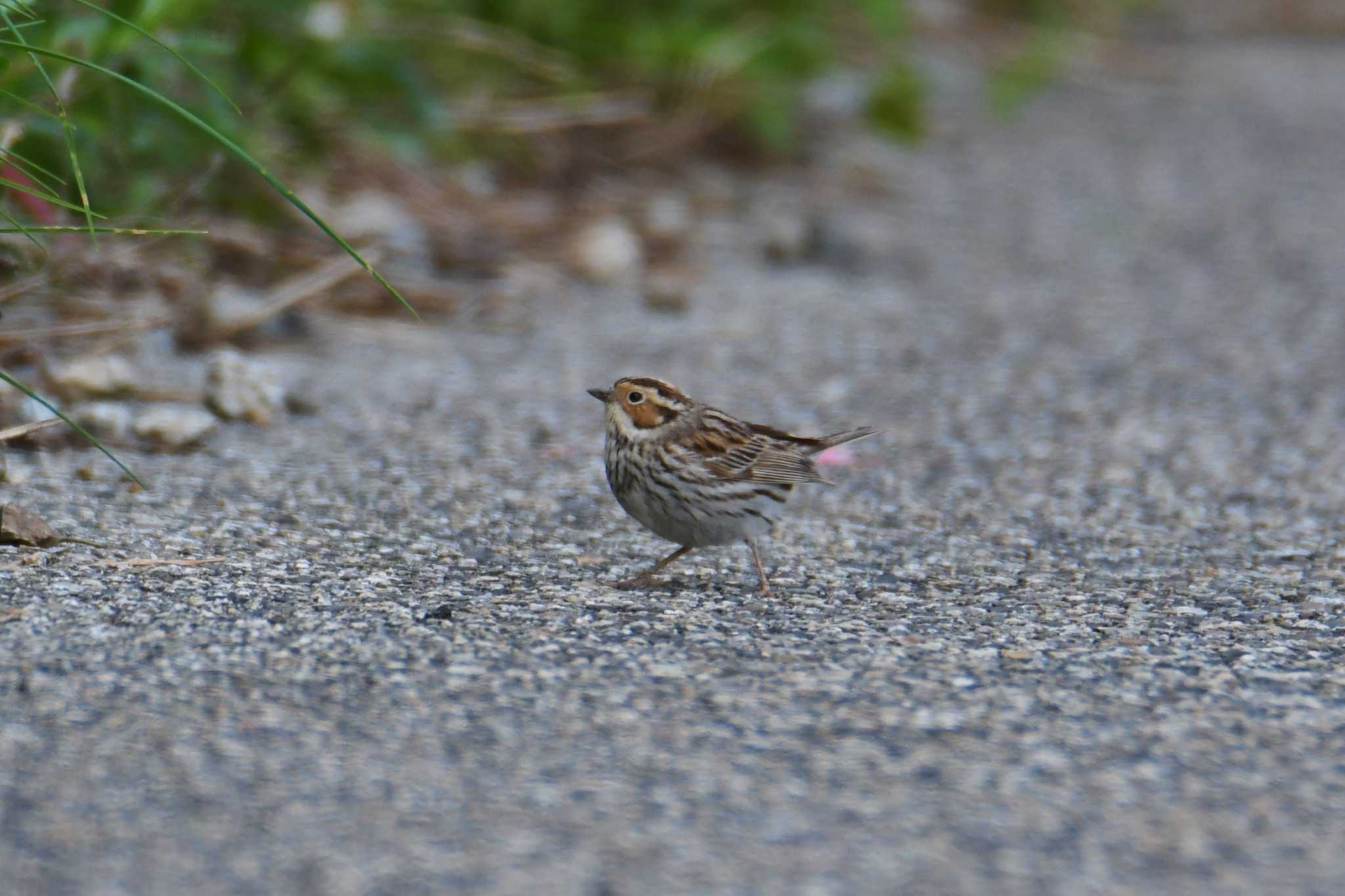 新潟県 コホオアカの写真 by あひる