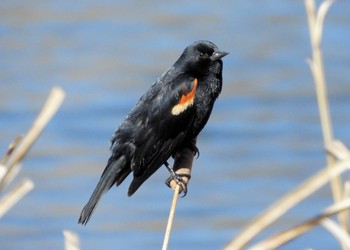 Red-winged Blackbird Loring Park Fri, 4/8/2022