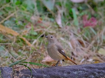 Daurian Redstart 東京都立桜ヶ丘公園(聖蹟桜ヶ丘) Thu, 11/10/2022