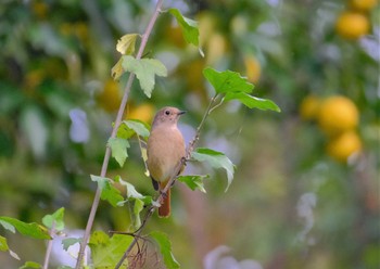 Daurian Redstart 東京都立桜ヶ丘公園(聖蹟桜ヶ丘) Thu, 11/10/2022