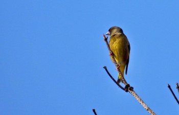 Grey-capped Greenfinch 広島県立中央森林公園 Mon, 11/7/2022