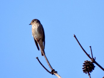 2022年11月7日(月) 広島県立中央森林公園の野鳥観察記録