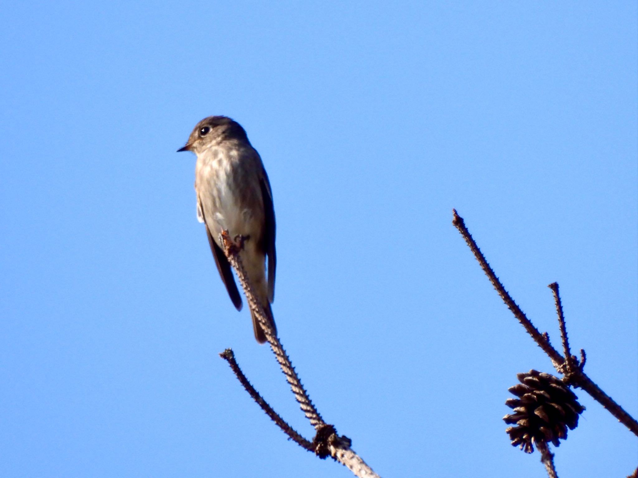 Dark-sided Flycatcher