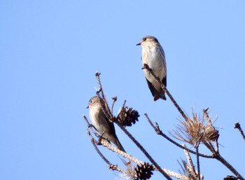 Grey-streaked Flycatcher 広島県立中央森林公園 Mon, 11/7/2022