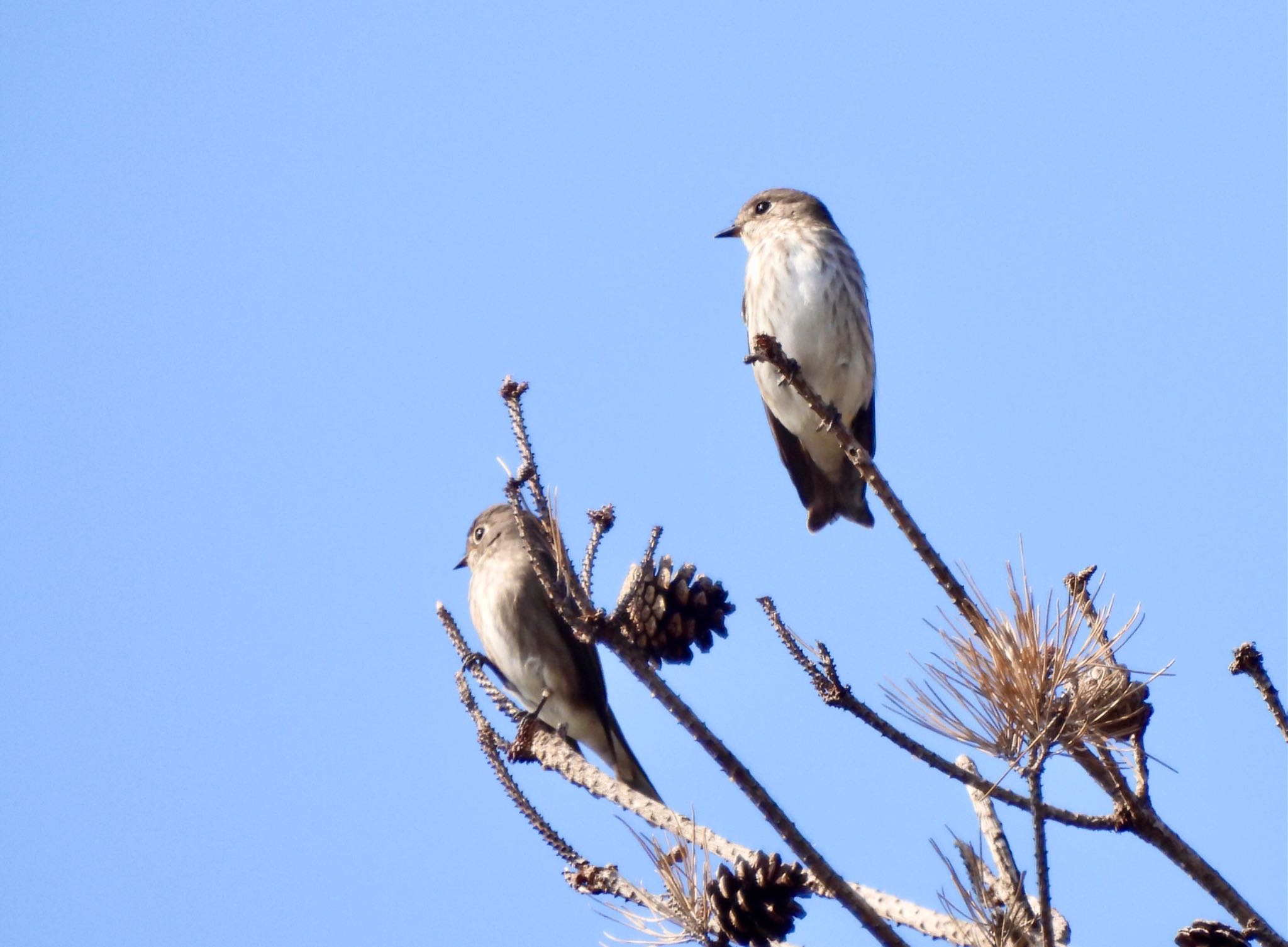 Grey-streaked Flycatcher