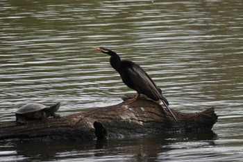 オーストラリアヘビウ Hasties Swamp National Park 2022年10月4日(火)