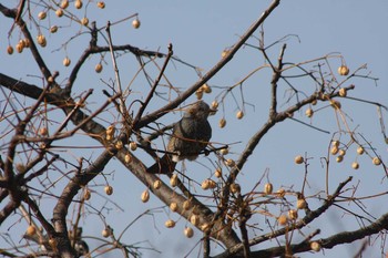 Brown-eared Bulbul Kasai Rinkai Park Sun, 1/21/2018