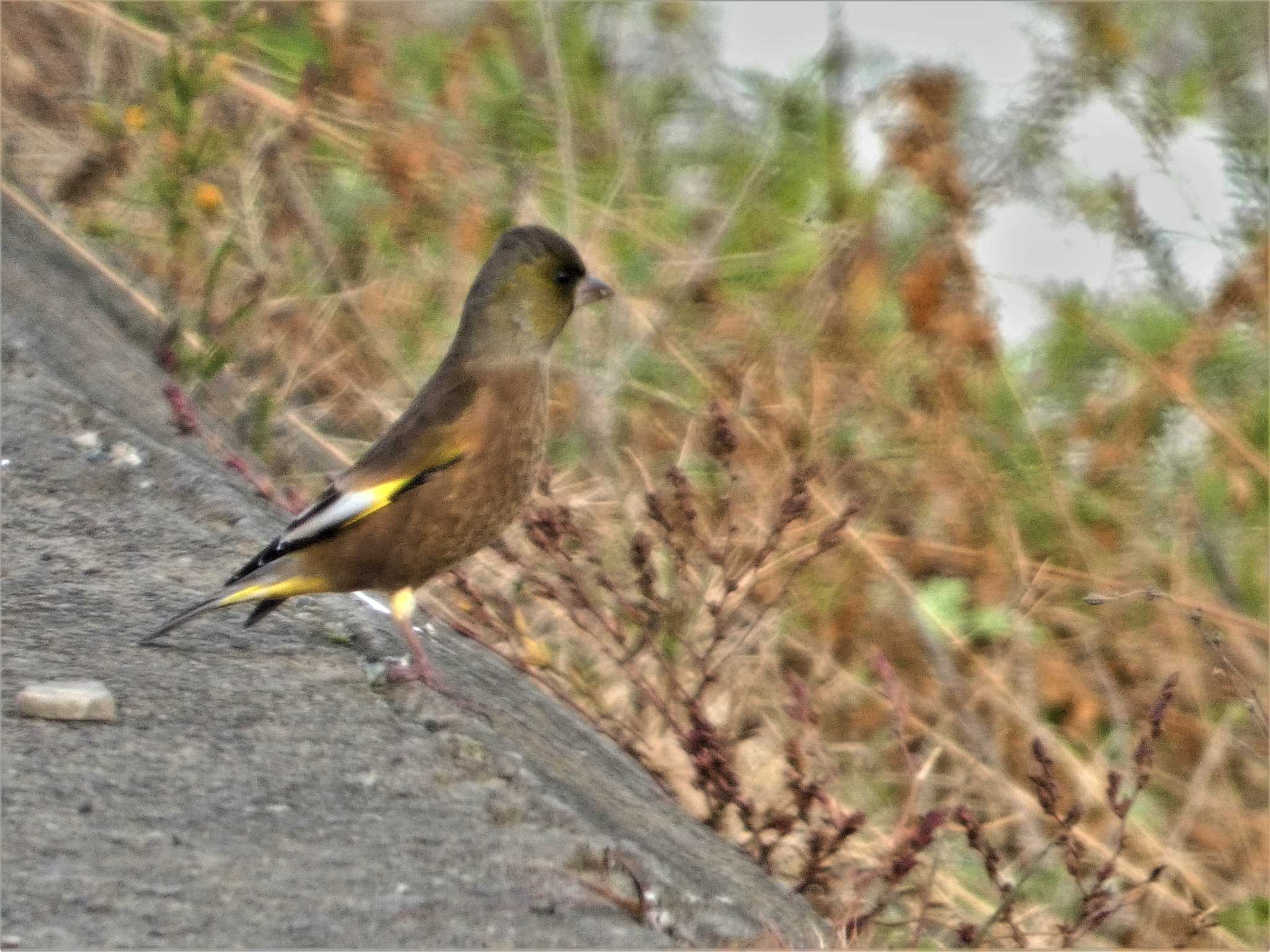 Grey-capped Greenfinch