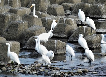 Mon, 11/7/2022 Birding report at 酒匂川河口