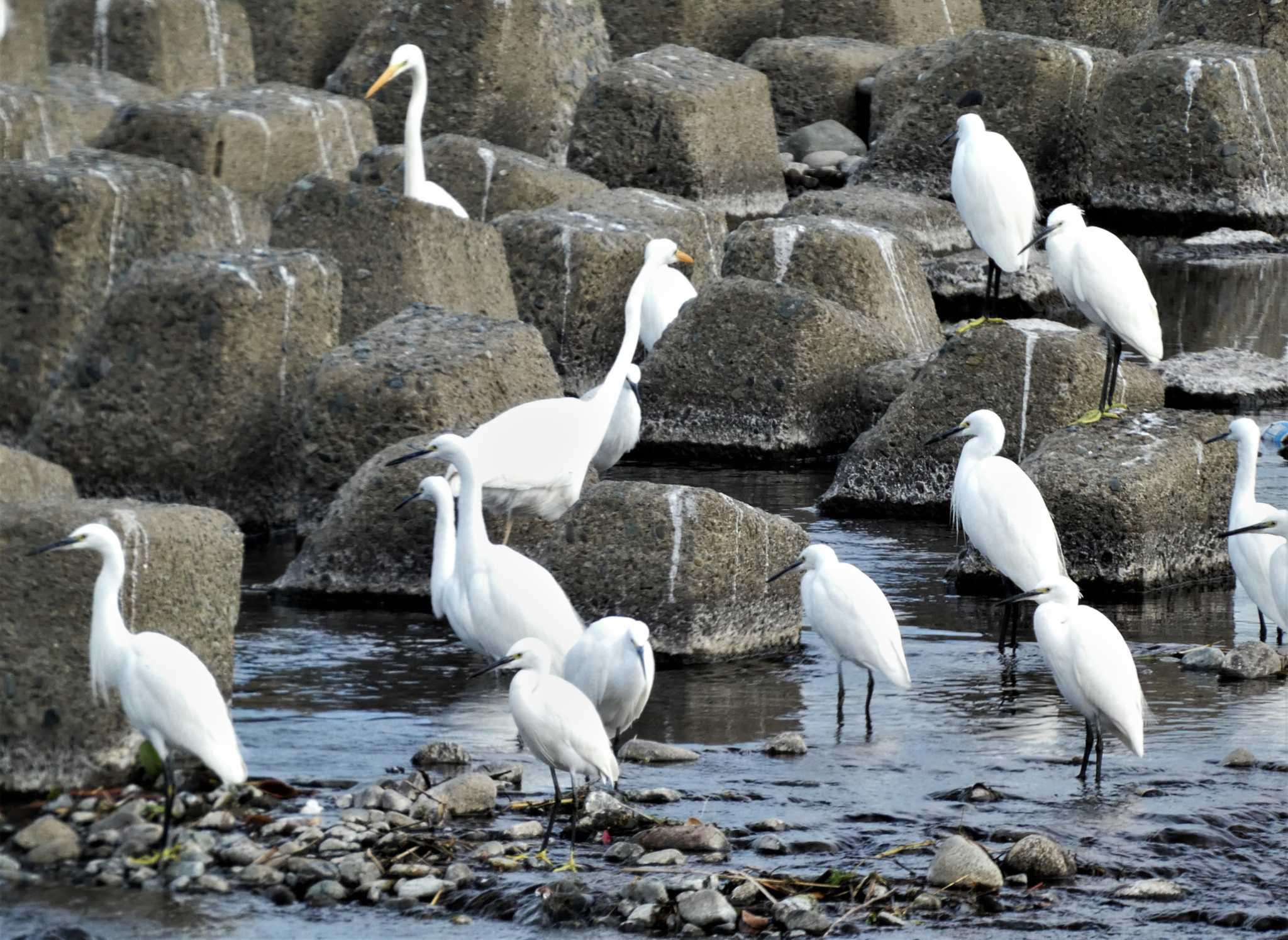 Great Egret