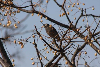 ムクドリ 葛西臨海公園 2018年1月21日(日)