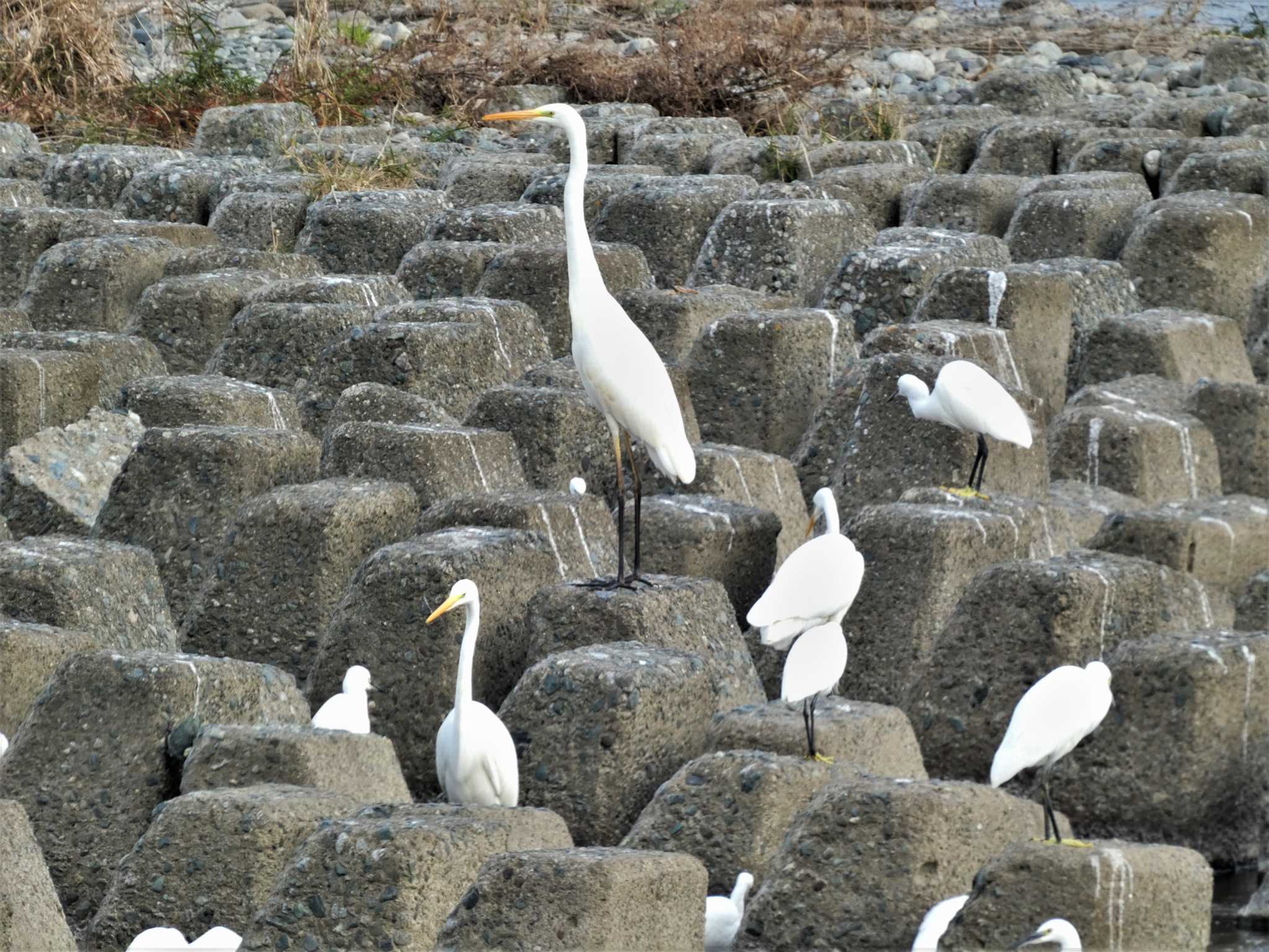 Great Egret