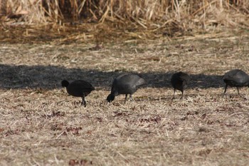 オオバン 葛西臨海公園 2018年1月21日(日)