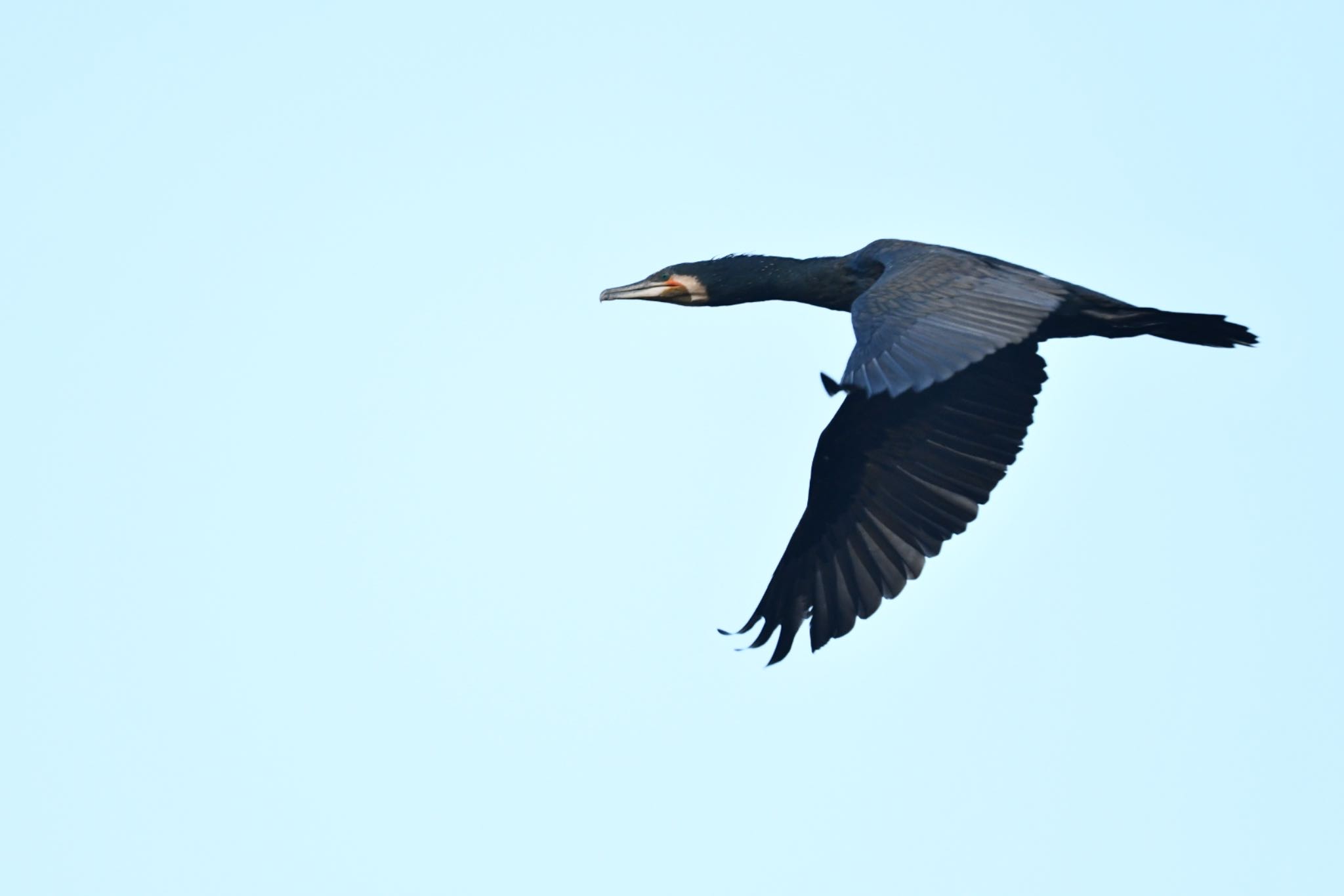 東京港野鳥公園 カワウの写真