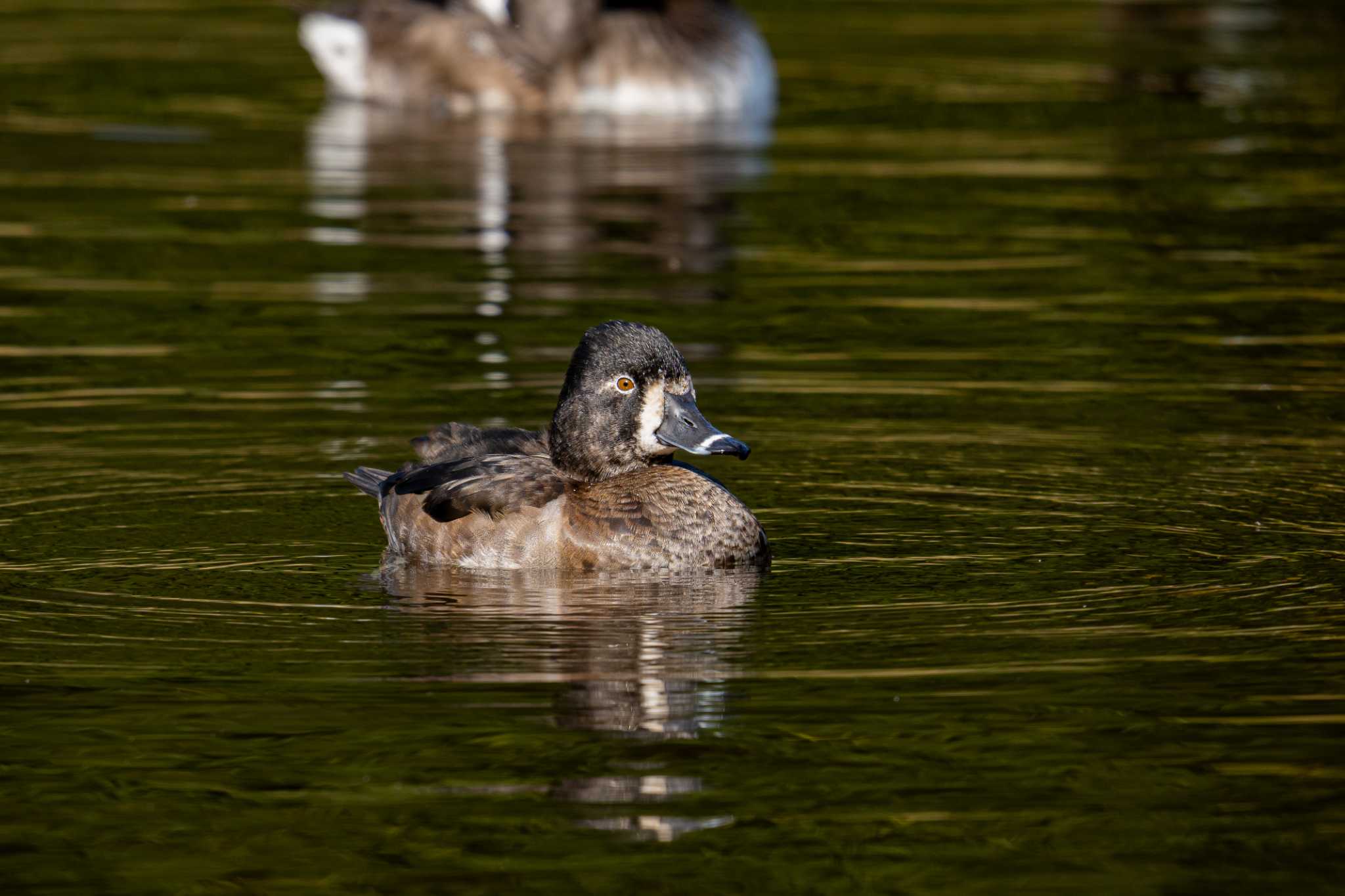 こども自然公園 (大池公園/横浜市) クビワキンクロの写真 by Tosh@Bird