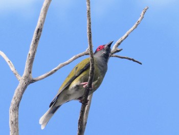 メガネコウライウグイス Penrith, NSW, Australia 2022年11月5日(土)