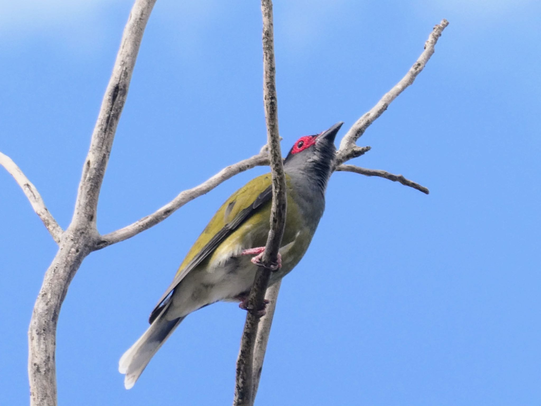 Penrith, NSW, Australia メガネコウライウグイスの写真 by Maki