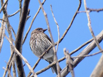 Australasian Figbird Penrith, NSW, Australia Sat, 11/5/2022