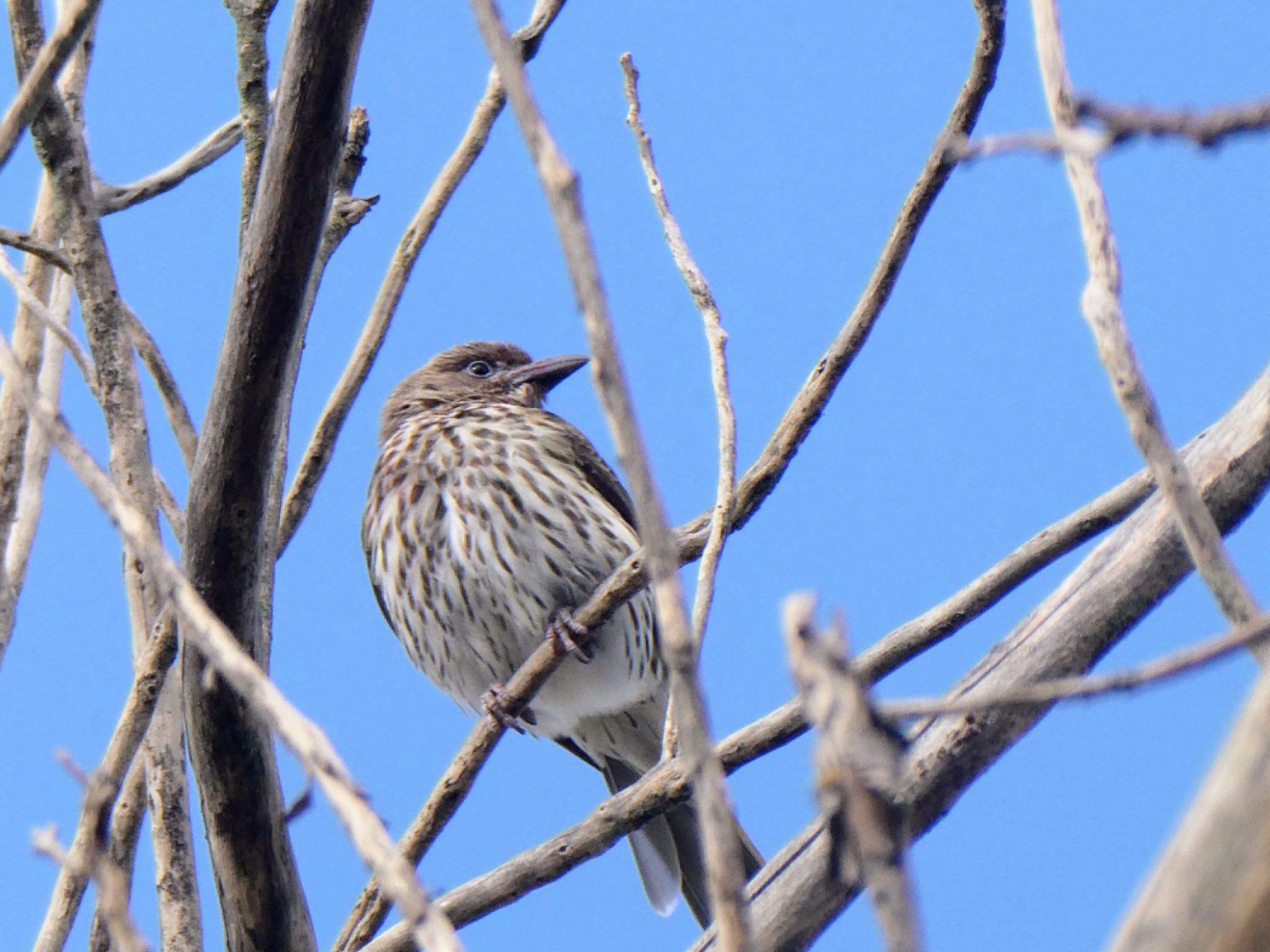 Penrith, NSW, Australia メガネコウライウグイスの写真