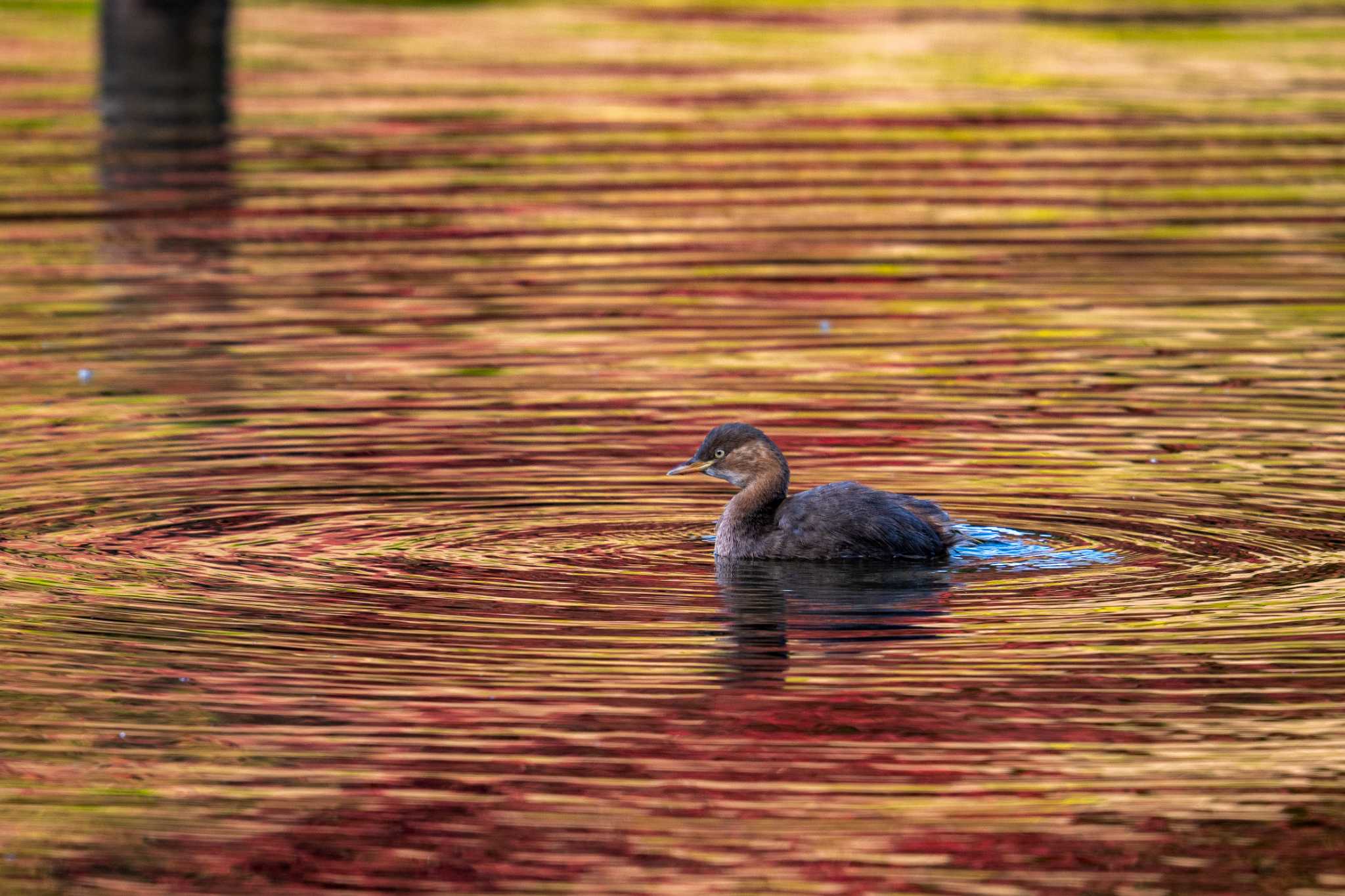 こども自然公園 (大池公園/横浜市) カイツブリの写真 by Tosh@Bird