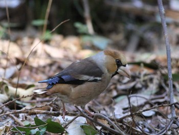 Hawfinch Inokashira Park Mon, 2/25/2013