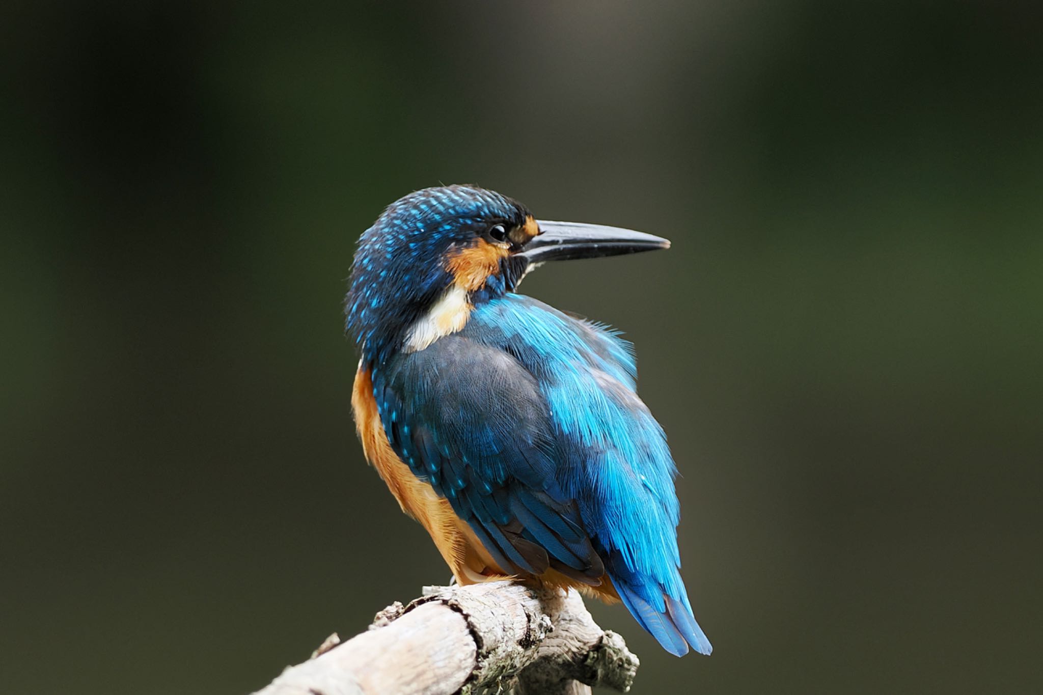 Common Kingfisher