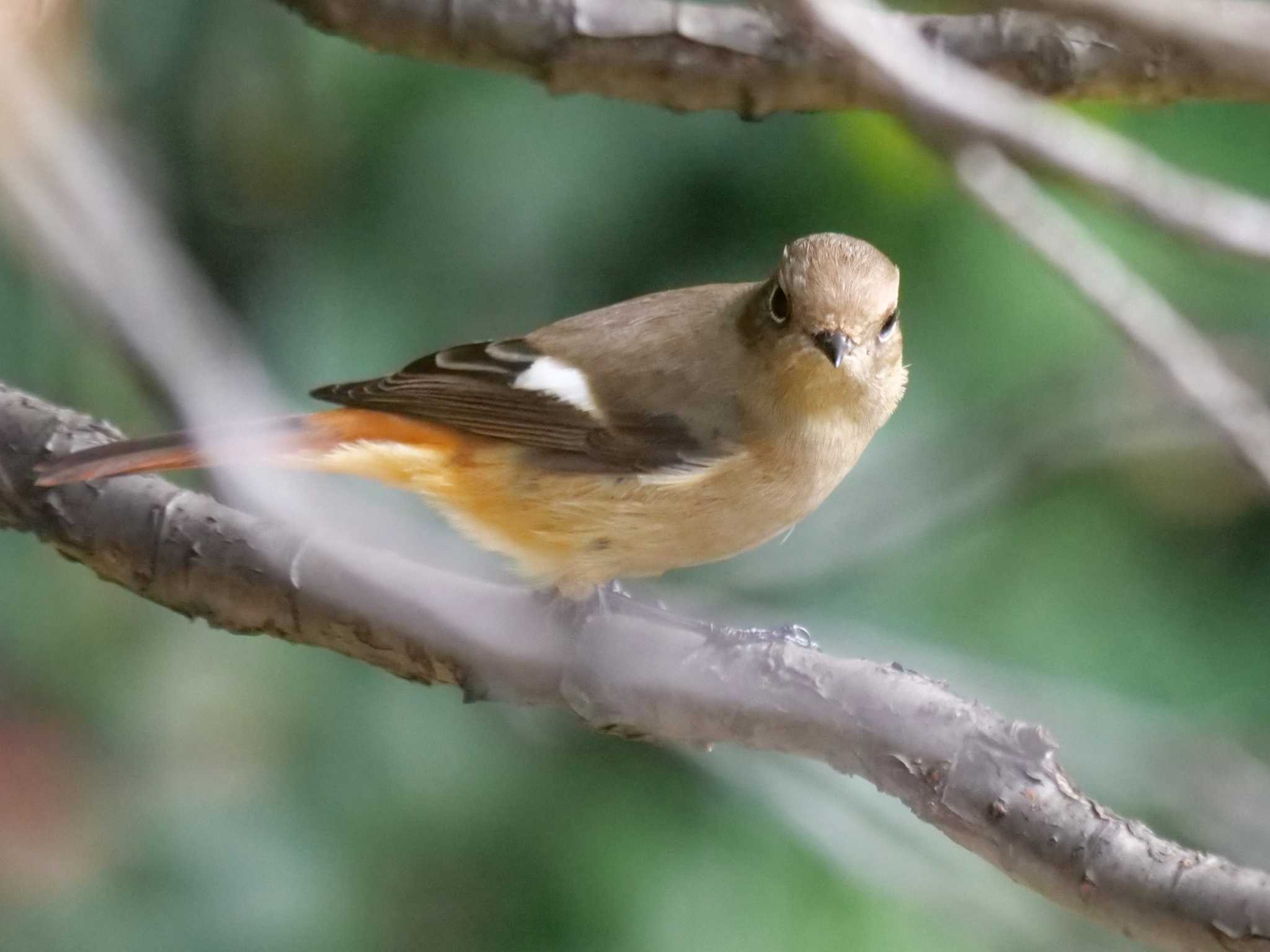 都内近郊 ジョウビタキの写真 by little birds