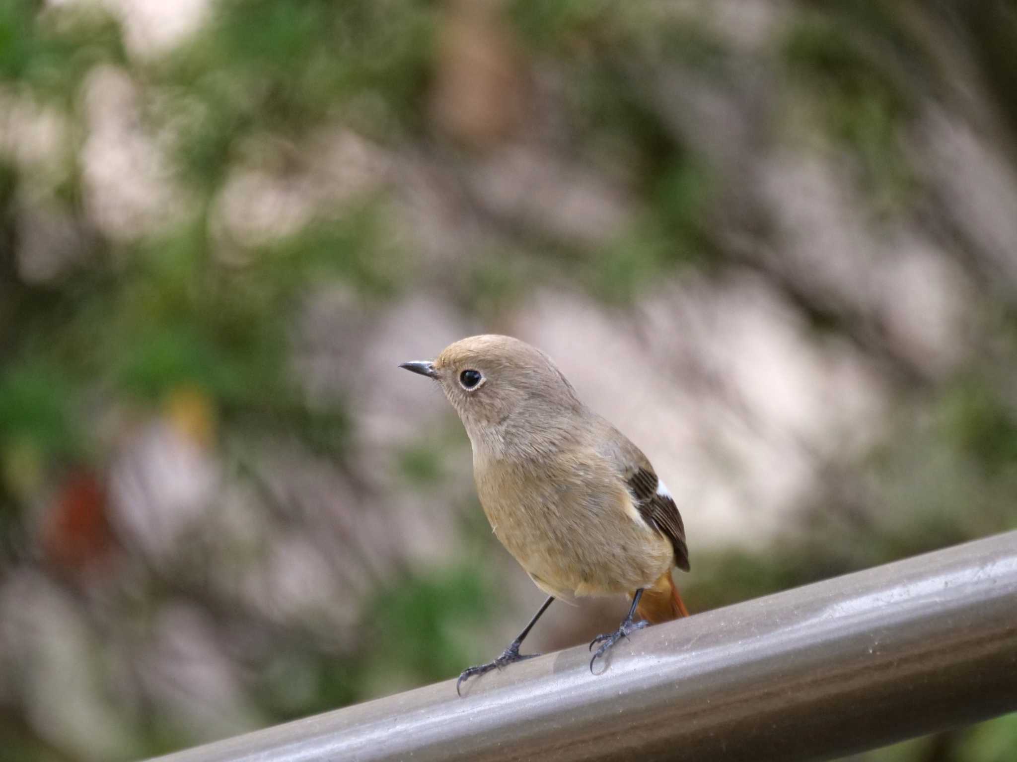 都内近郊 ジョウビタキの写真 by little birds