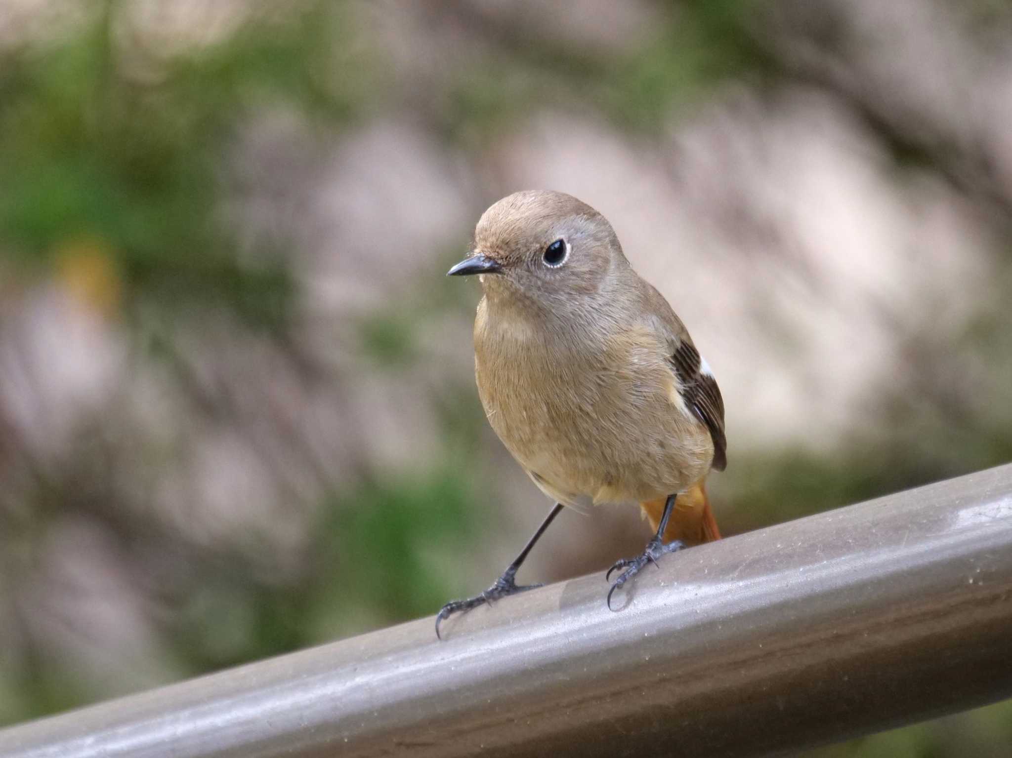 都内近郊 ジョウビタキの写真 by little birds