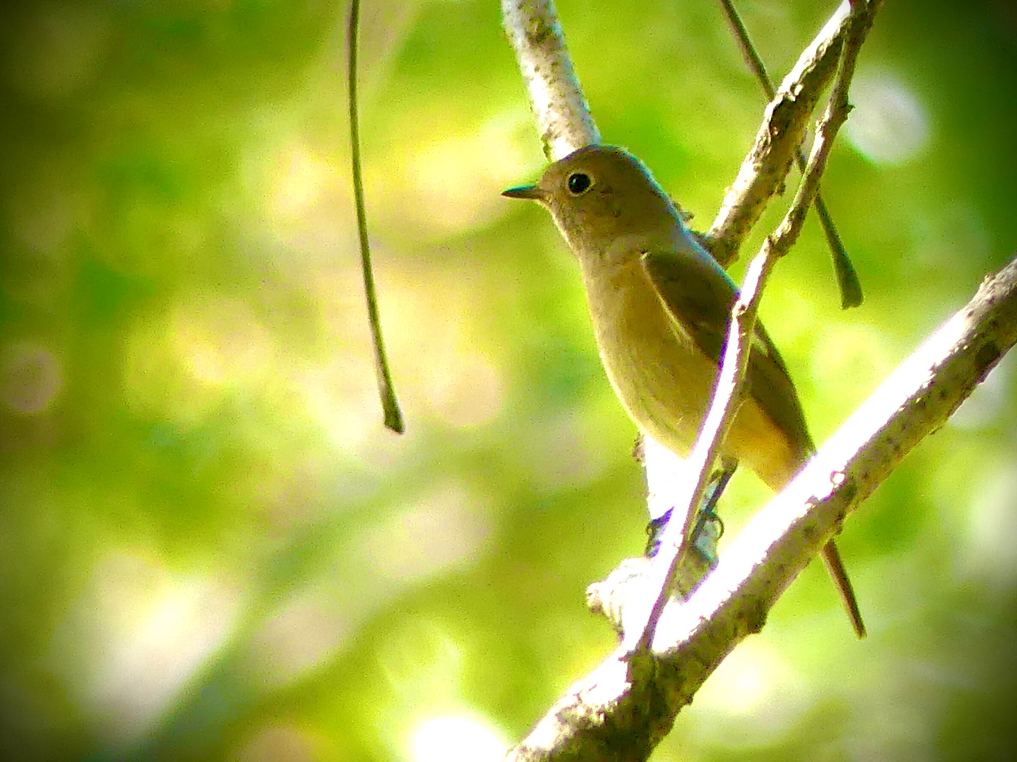 Daurian Redstart