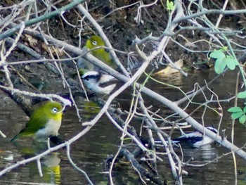 Long-tailed Tit Asaba Biotope Sun, 11/6/2022