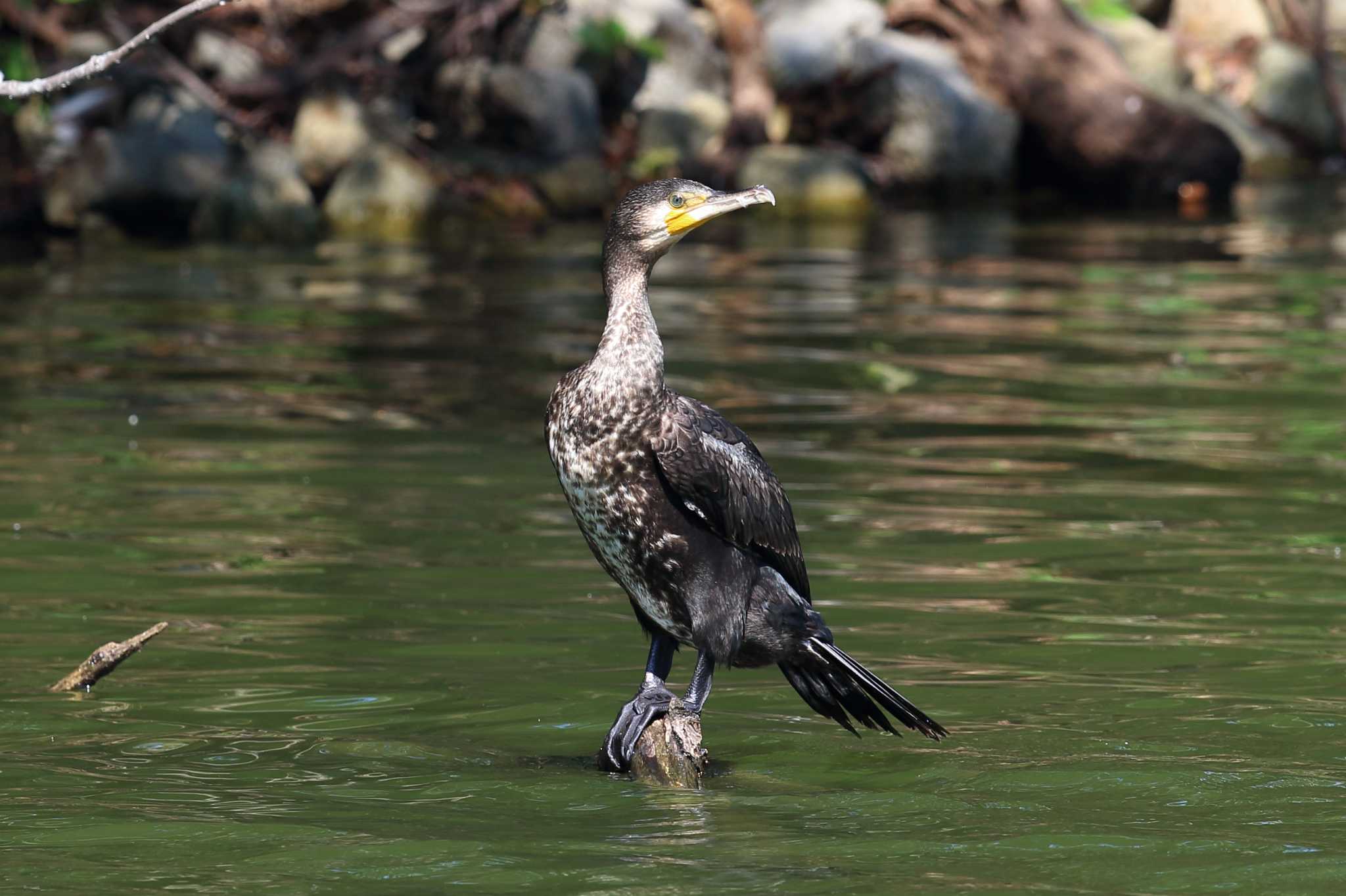 明石公園のカワウ