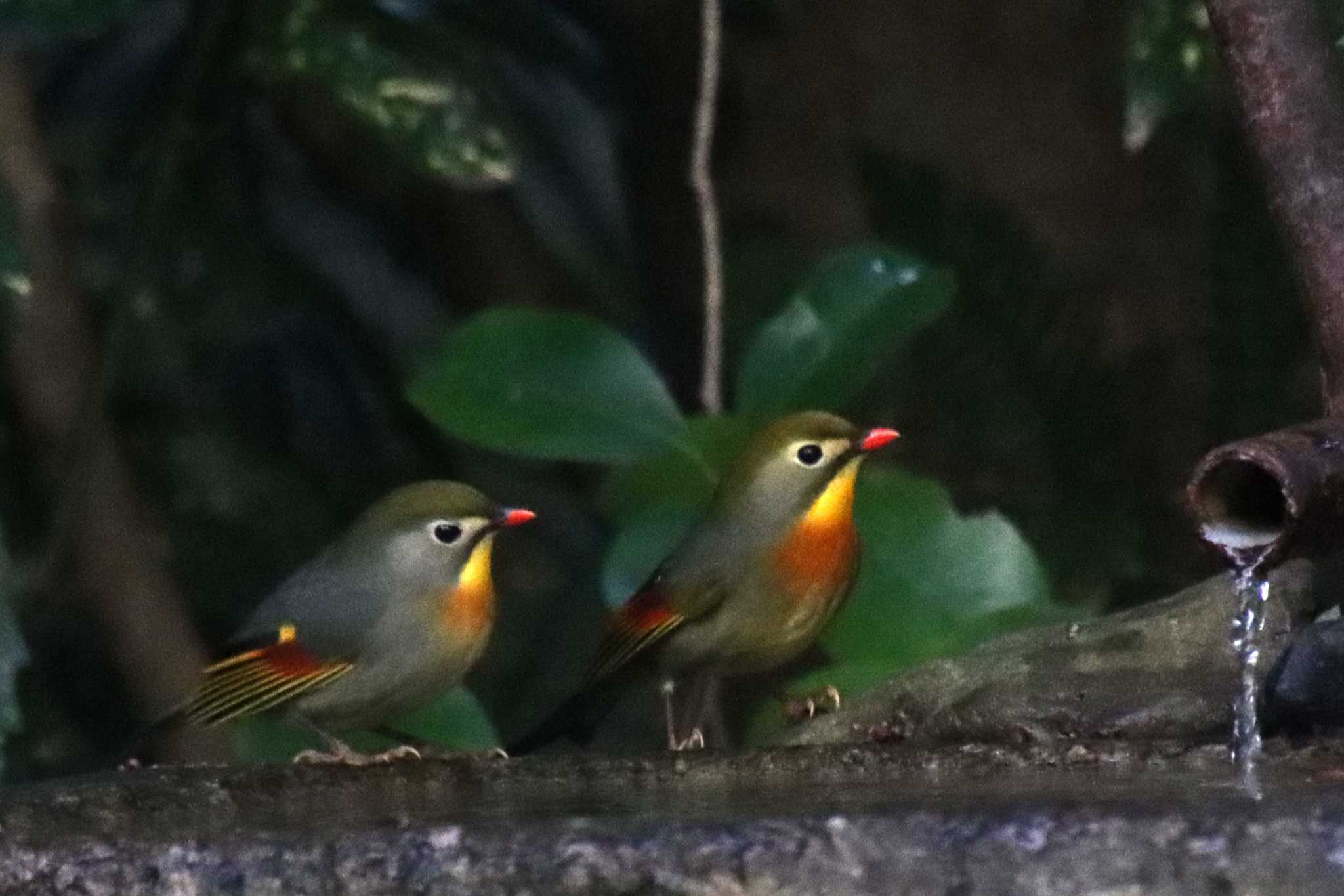 ソウシチョウ　そうしましょったらそうしましょ(^^)