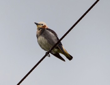 Chestnut-cheeked Starling 那須町 Sat, 6/6/2015