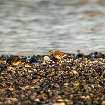 Water Pipit 多摩川 Fri, 11/11/2022