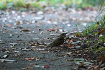 Unknown Species 倉敷市大平山 Fri, 11/11/2022