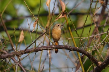 Daurian Redstart 倉敷市大平山 Fri, 11/11/2022