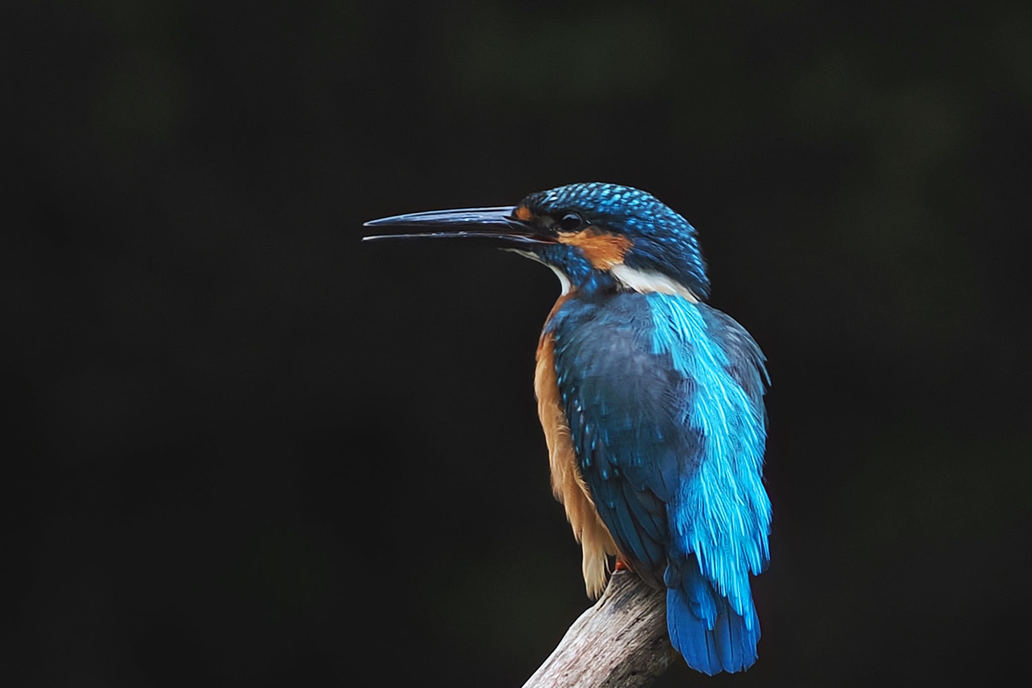 Common Kingfisher