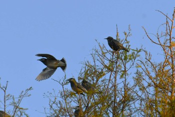 Common Starling 河北潟 Wed, 11/9/2022