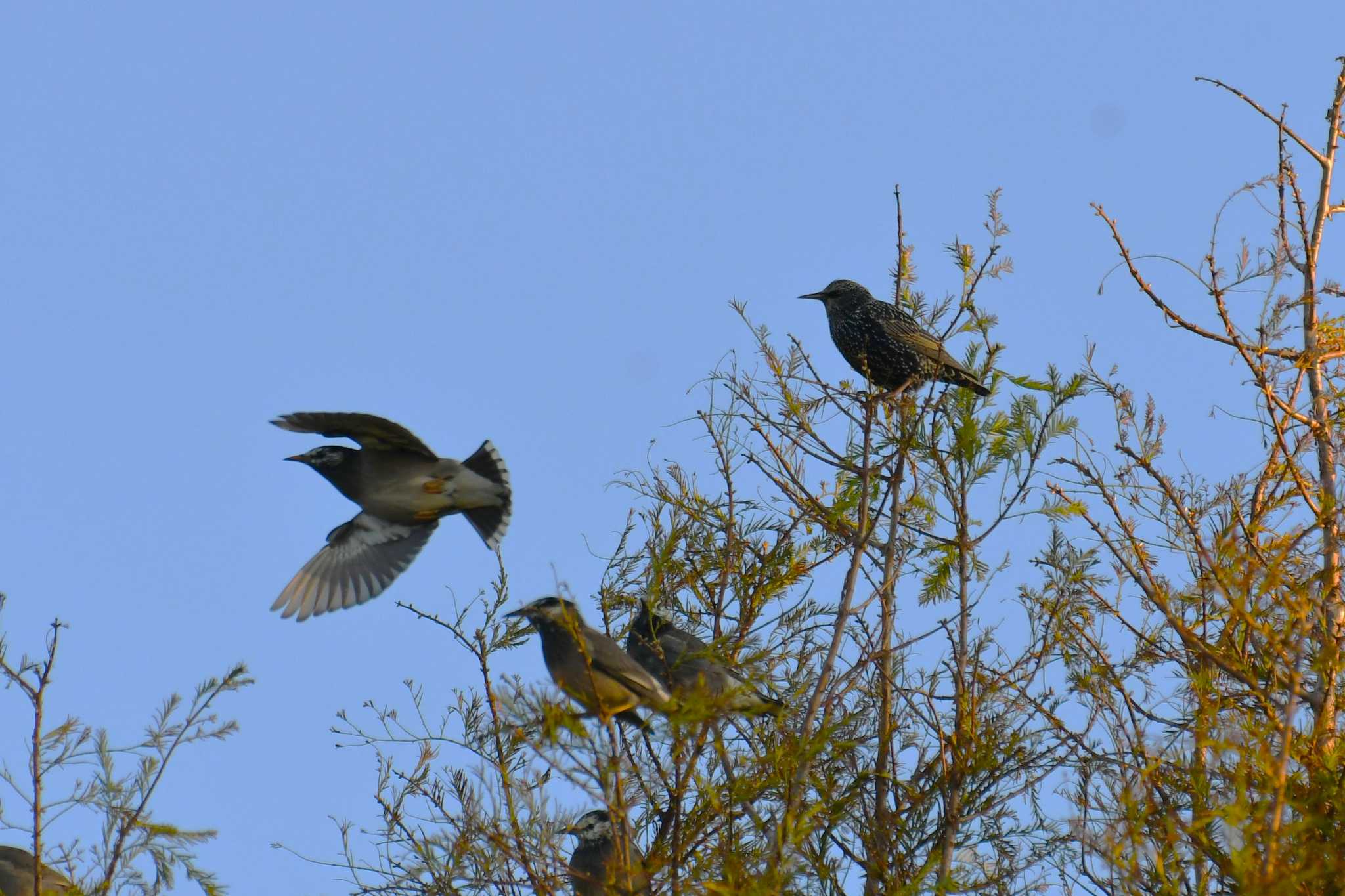 Photo of Common Starling at 河北潟 by Semal