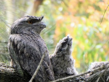 Tawny Frogmouth Field of Mars Reserve, East Ryde, NSW, Australia Fri, 11/11/2022