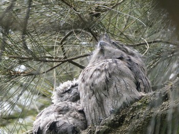 Tawny Frogmouth Field of Mars Reserve, East Ryde, NSW, Australia Fri, 11/11/2022