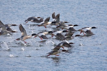 カワアイサ 長野県 撮影日未設定